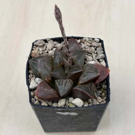 Haworthia mutica 'WHITE WIDOW'