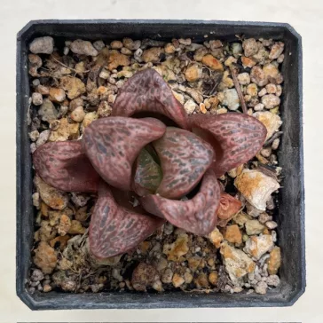Haworthia splendens 'INCAROSE' 