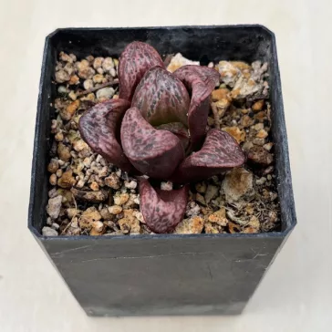 Haworthia splendens 'INCAROSE' 