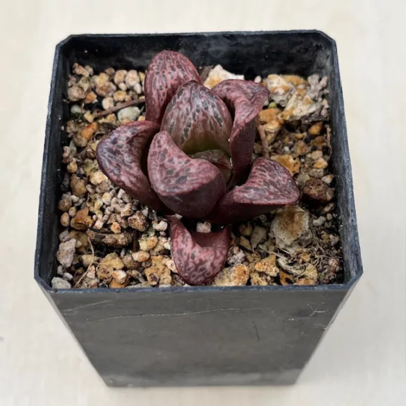 Haworthia splendens 'INCAROSE' 