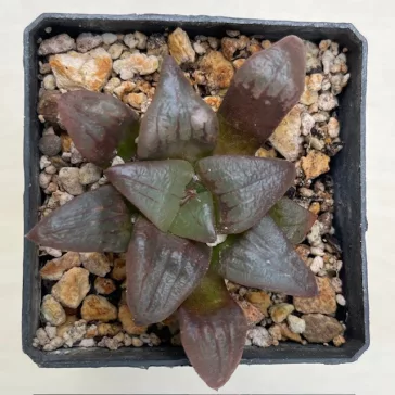 Haworthia mutica ' RED LINES'