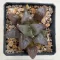 Haworthia mutica ' RED LINES'