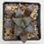 Haworthia mutica ' RED LINES'