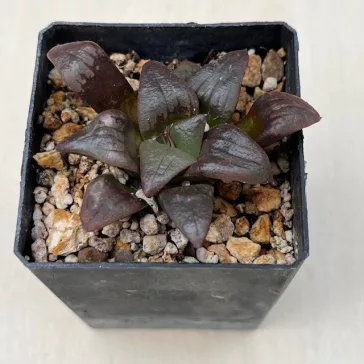 Haworthia mutica ' RED LINES'
