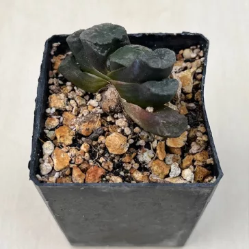 Haworthia truncata 'HAKUJI LENS'