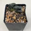 Haworthia truncata 'HAKUJI LENS'