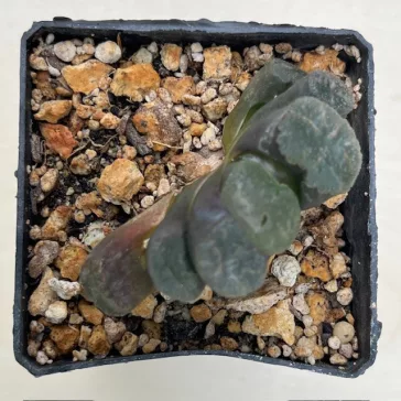 Haworthia truncata 'HAKUJI LENS'
