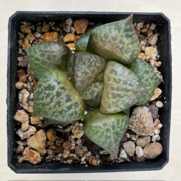 Haworthia comptoniana 'WHITE WHALE'