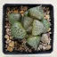 Haworthia comptoniana 'WHITE WHALE'