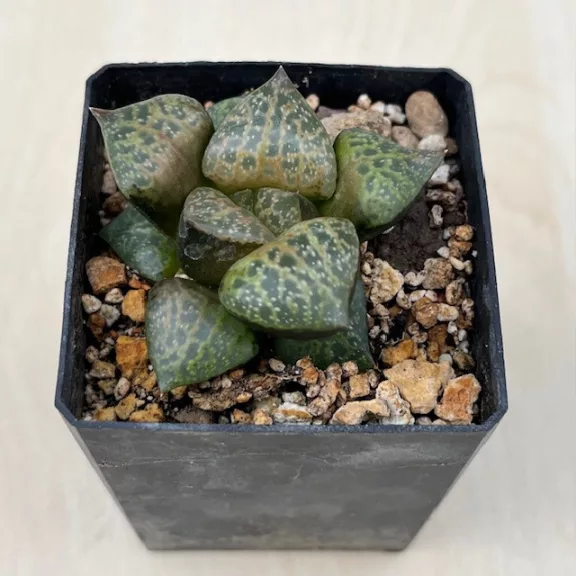 Haworthia comptoniana 'WHITE WHALE'