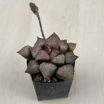 Haworthia picta 'TOUGENKYO'