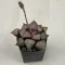 Haworthia picta 'TOUGENKYO'