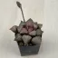 Haworthia picta 'TOUGENKYO'