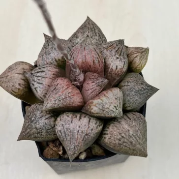 Haworthia picta 'TOUGENKYO'