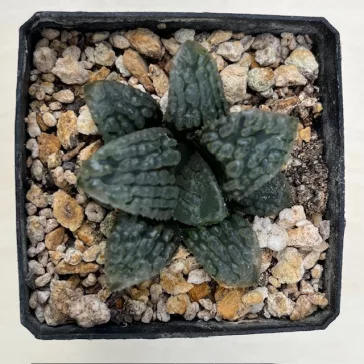 Haworthia 'MARILYN'