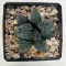 Haworthia 'MARILYN'