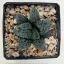 Haworthia 'MARILYN'