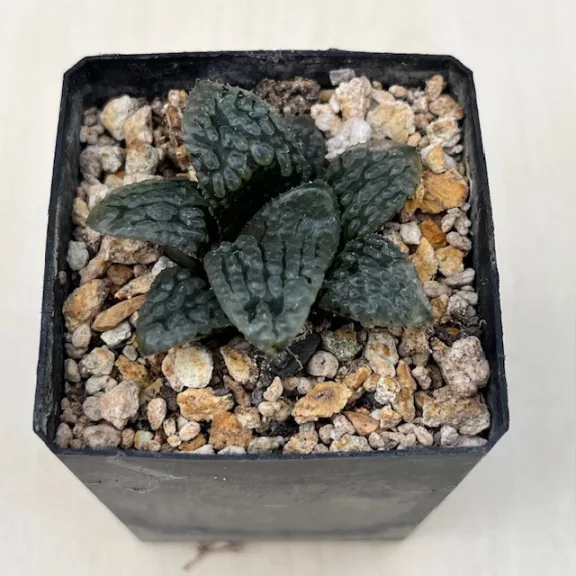 Haworthia 'MARILYN'