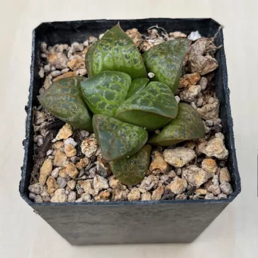 Haworthia 'KAMEN BUDOKAI'
