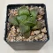 Haworthia 'KAMEN BUDOKAI'
