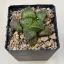 Haworthia 'KAMEN BUDOKAI'