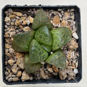 Haworthia 'KAMEN BUDOKAI'