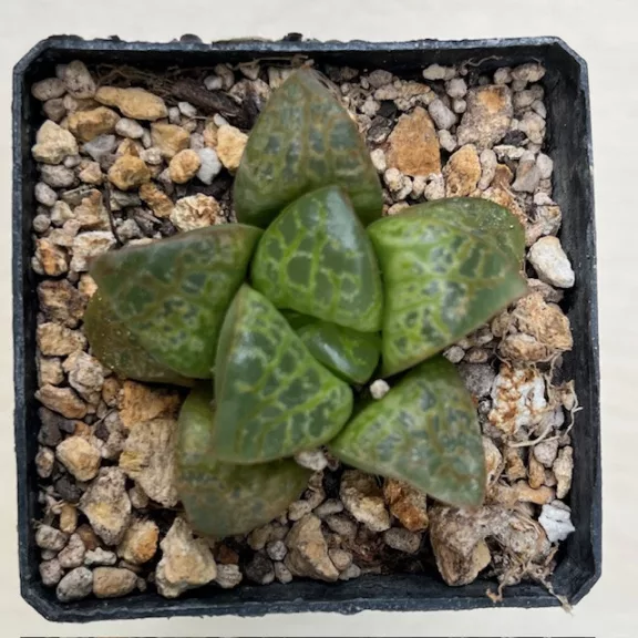 Haworthia 'KAMEN BUDOKAI'