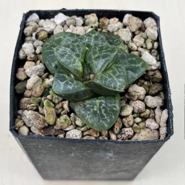 Haworthia 'Bubbles'