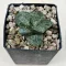 Haworthia 'Bubbles'