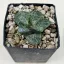 Haworthia 'Bubbles'