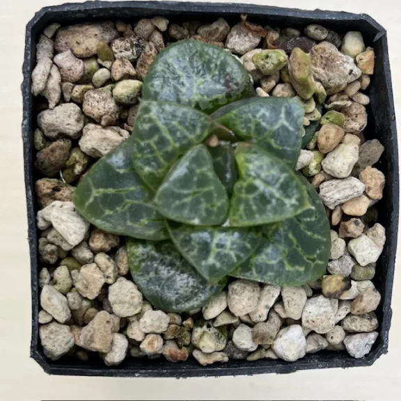 Haworthia 'Bubbles'