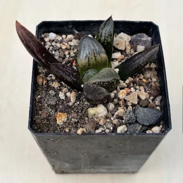 Haworthia 'Hakutou' 白桃 (White Peach) 