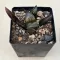 Haworthia 'Hakutou' 白桃 (White Peach) 