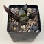 Haworthia 'Hakutou' 白桃 (White Peach) 