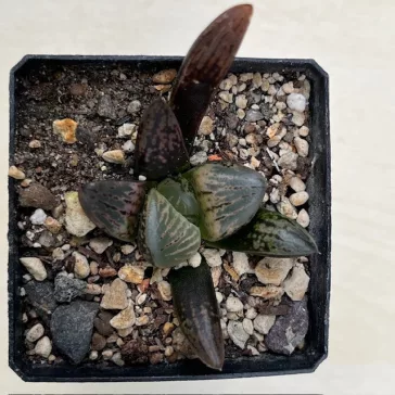 Haworthia 'Hakutou' 白桃 (White Peach) 