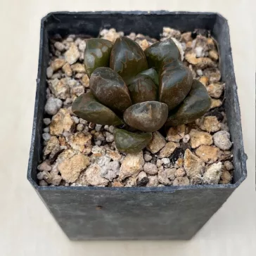 Haworthia 'GREEN FLAME'