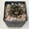 Haworthia 'GREEN FLAME'