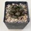 Haworthia 'GREEN FLAME'