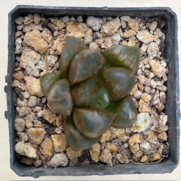 Haworthia 'GREEN FLAME'