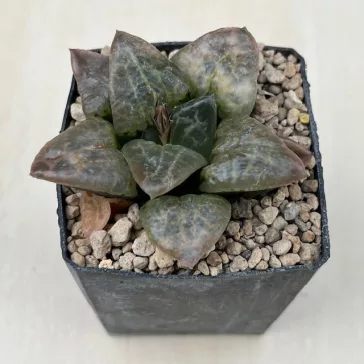 Haworthia 'Hakuganryu'