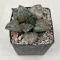 Haworthia 'Hakuganryu'