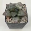 Haworthia 'Hakuganryu'