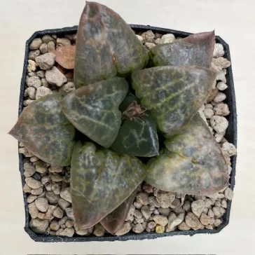 Haworthia 'Hakuganryu'