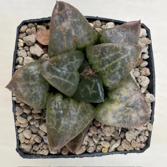 Haworthia 'Hakuganryu'