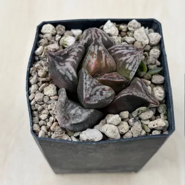 Haworthia 'BRONZE SPARROW'