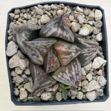 Haworthia 'BRONZE SPARROW'