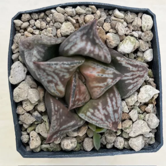 Haworthia 'BRONZE SPARROW'