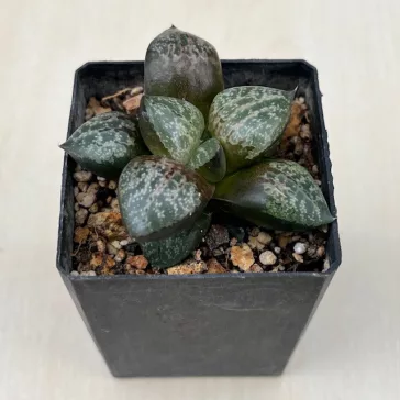 Haworthia 'AMAZONESS'