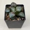 Haworthia 'AMAZONESS'