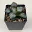 Haworthia 'AMAZONESS'